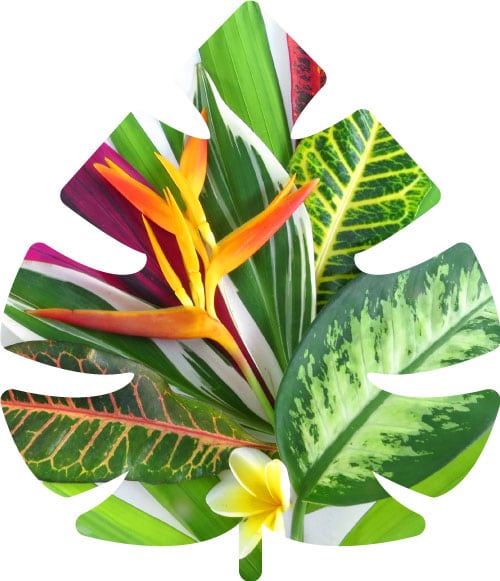 Houseplants & 
							tropicals